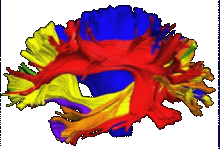 Brain nerve pathways